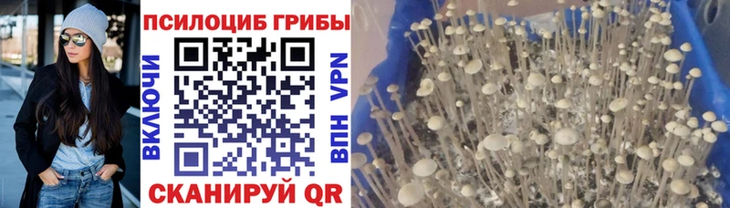 Галлюциногенные грибы Psilocybe  Златоуст 